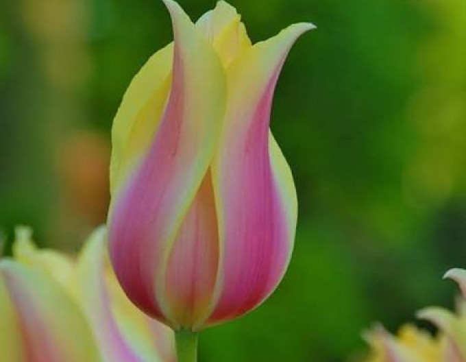 Lalea Triumph „Blushing Lady”