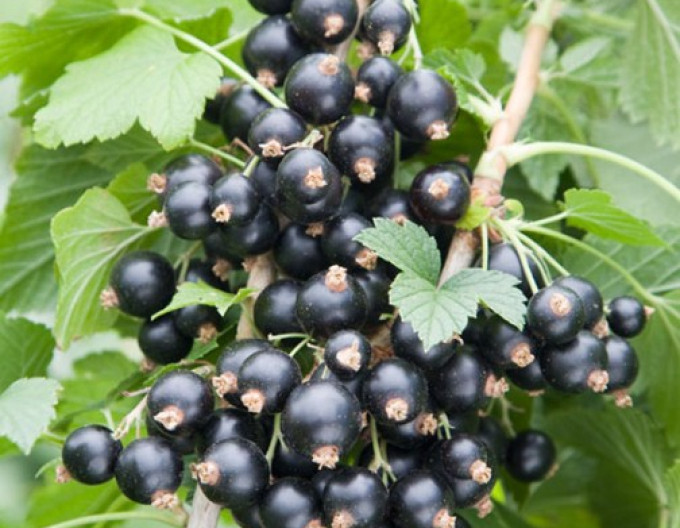 Coacăz negru „Otelo”, pom fructifer, rădăcină liberă