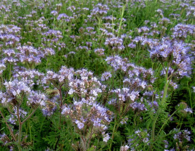 Phacelia tanacetifolia 50g