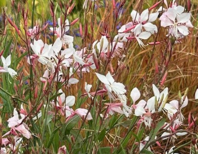 Gaura ʹWhirling Butterflies