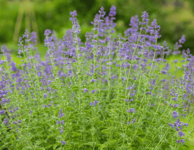 Nepeta „Six Hills Giant” 9x9