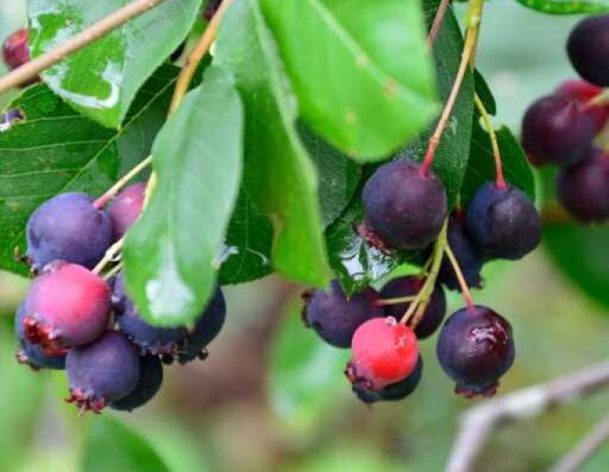Afin canadian - Amelanchier alnifolia Thiessen