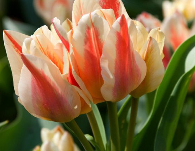 Laleaua Greigi „Quebec”