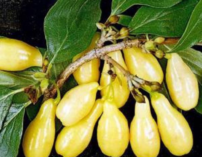 Corn comun ´Jantarnyj 5l