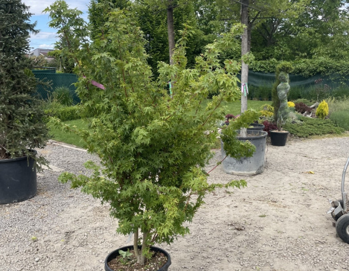 Acer ´Sango Kaku ´