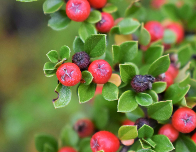 Gaultheria mucronata - roșie