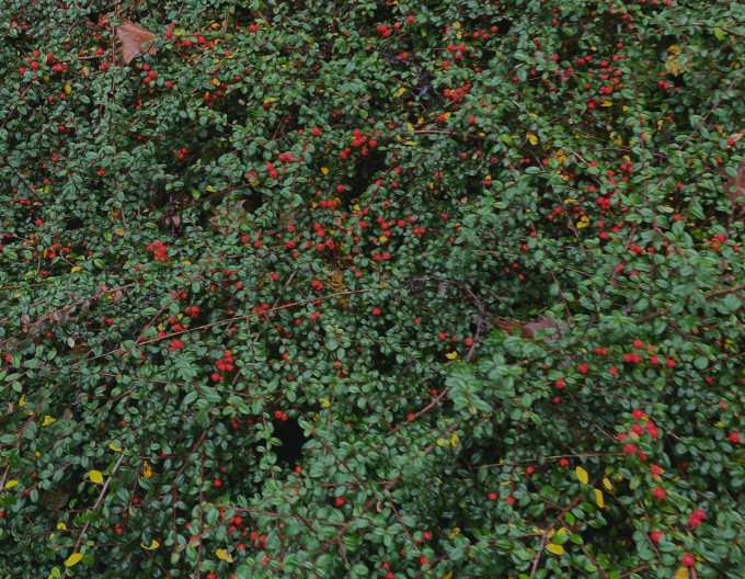 Gaultheria mucronata - roșie