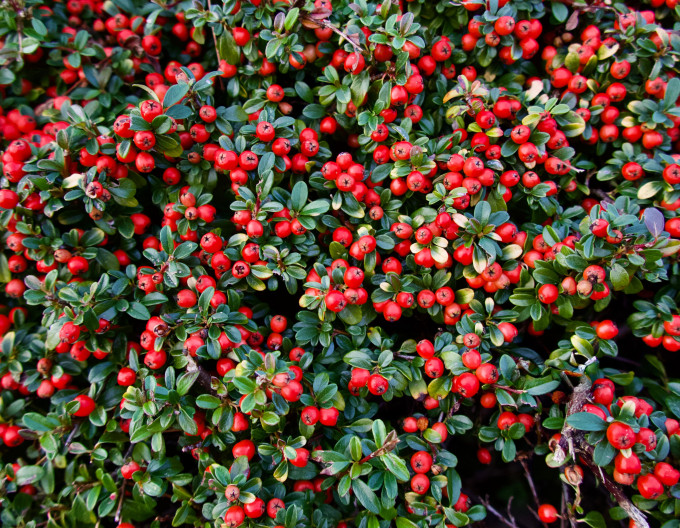 Gaultheria mucronata - roșie