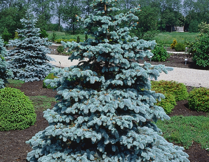 Molid de Norvegia Blue Diamond