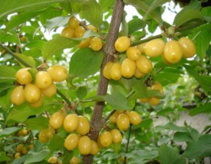 Corn comun ´Jantarnyj 5l