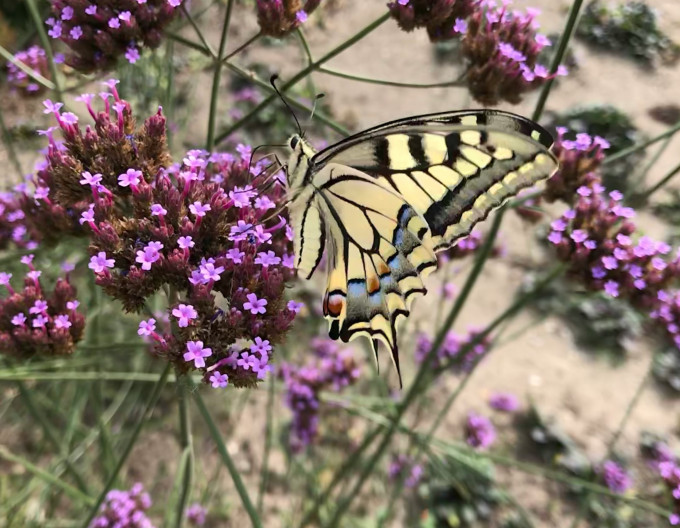 Verbena bonariensis 2l