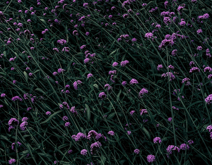 Verbena bonariensis 2l