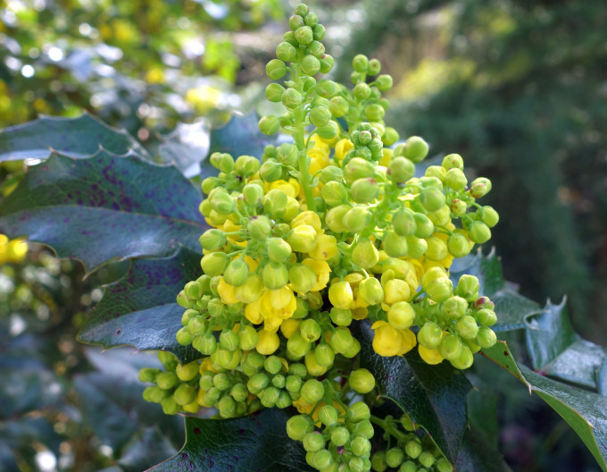 Mahonia middle ´Charity´