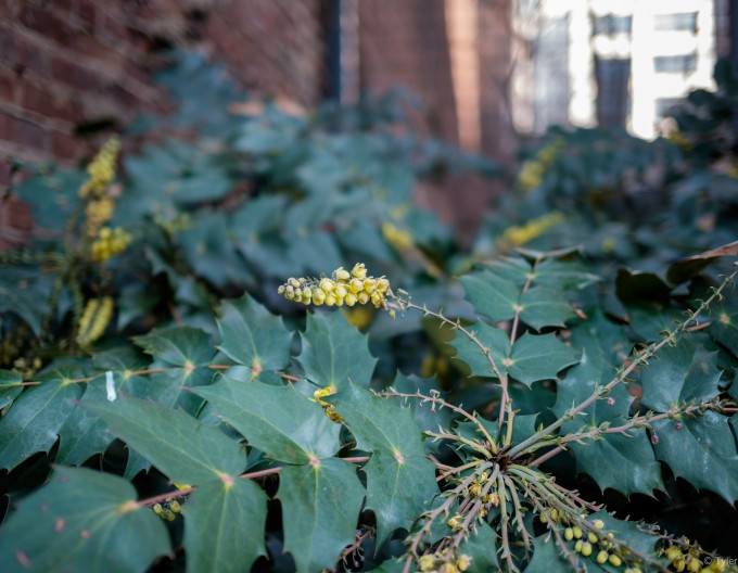 Mahonia middle ´Charity´