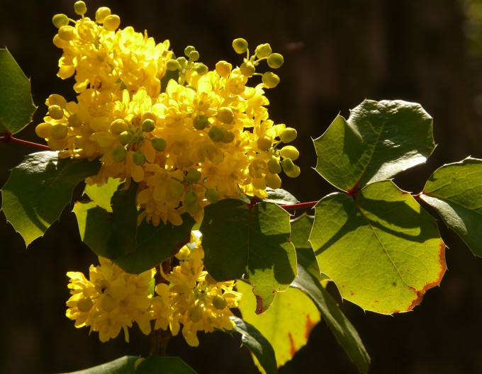 Mahonia middle ´Charity´