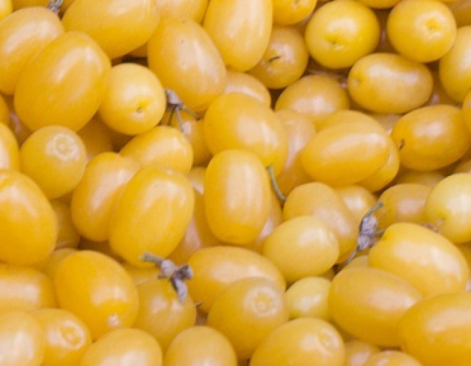 Corn comun ´Jantarnyj 5l