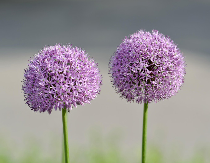 Usturoi ornamental „Lucky Balloons” 1 buc.