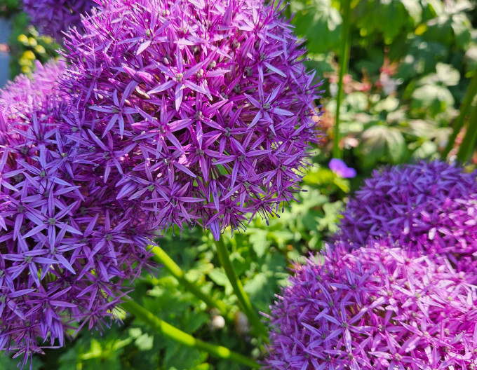 Usturoi ornamental „Lucky Balloons” 1 buc.