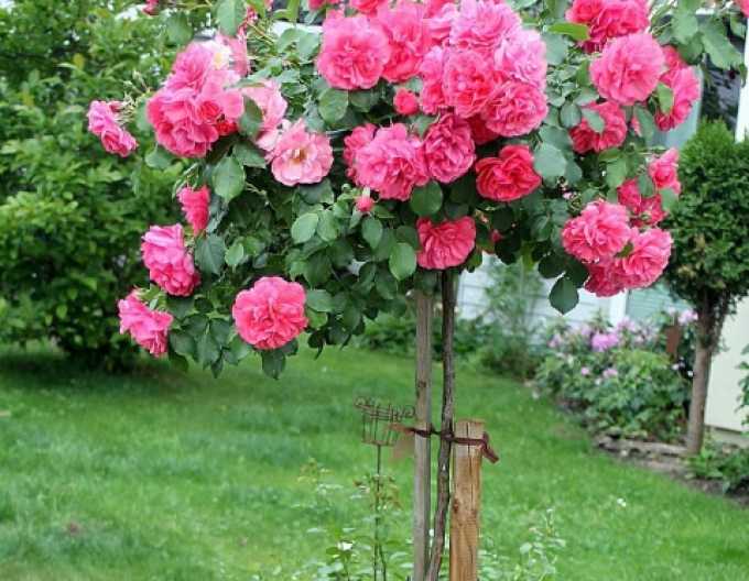 Trandafir Rosarium Uetersen