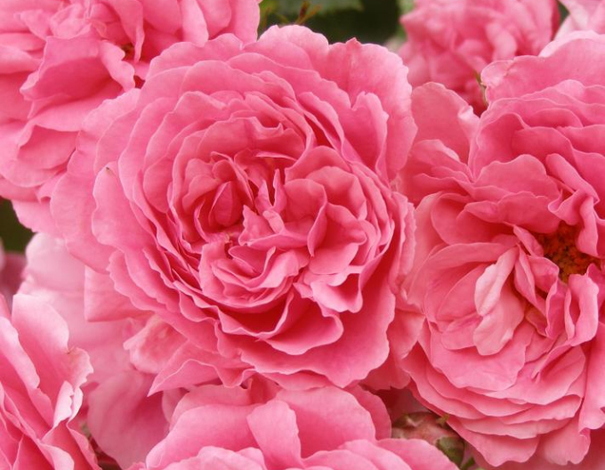 Trandafir Rosarium Uetersen