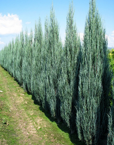 Ienupăr virginiana Blue Arrow