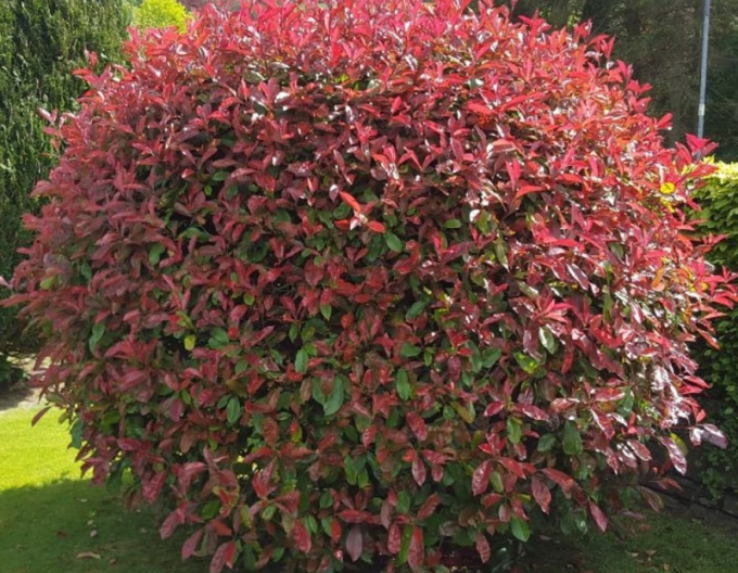 Photinia ´Red Robin´ 3l