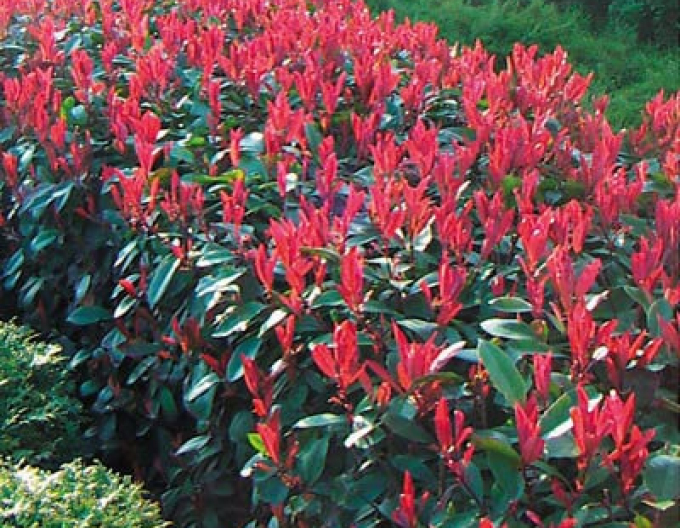 Photinia ´Red Robin´ 3l