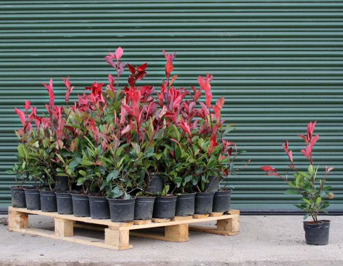 Photinia ´Red Robin´ 3l