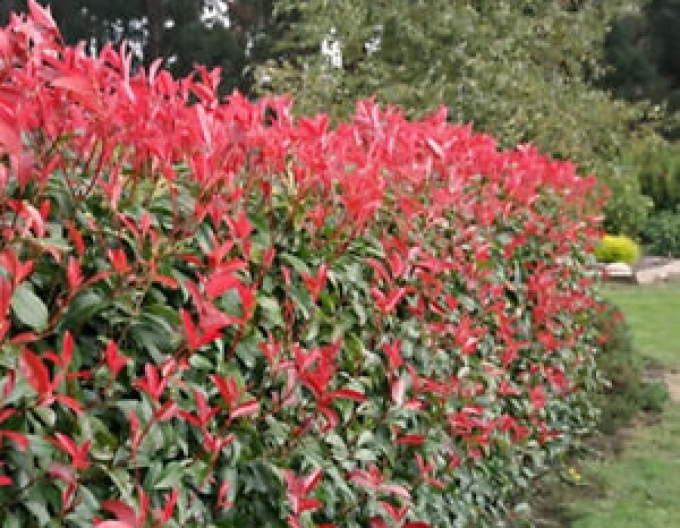 Photinia ´Red Robin´ 3l