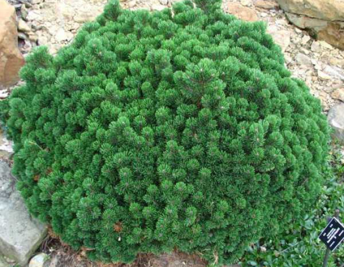 Pin de munte ´Sherwood Compact´