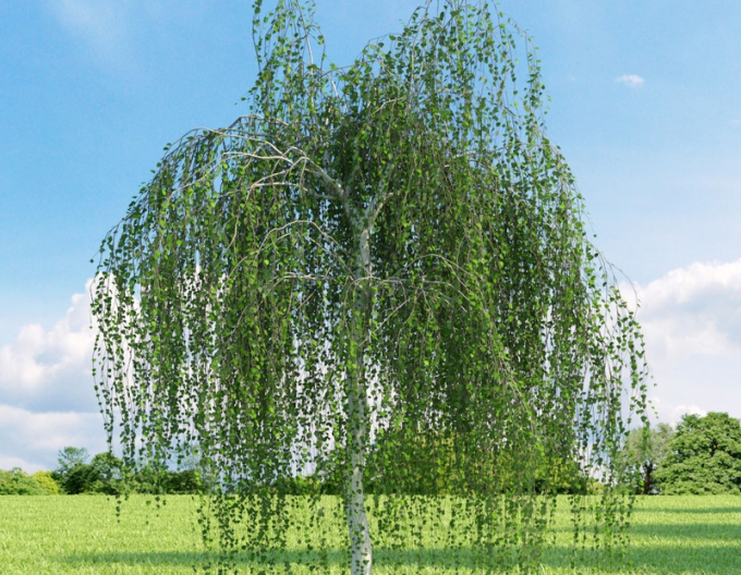 mesteacăn comun