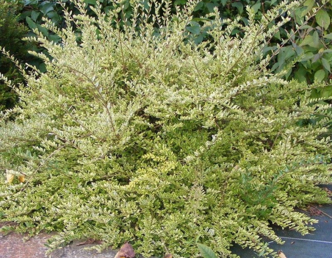 Groundsel "Lemon Beauty