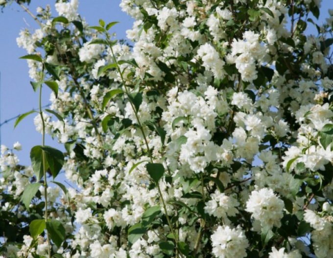 lasomie falsă