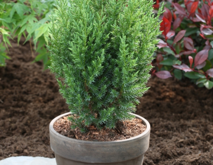 Pin ´Stricta´