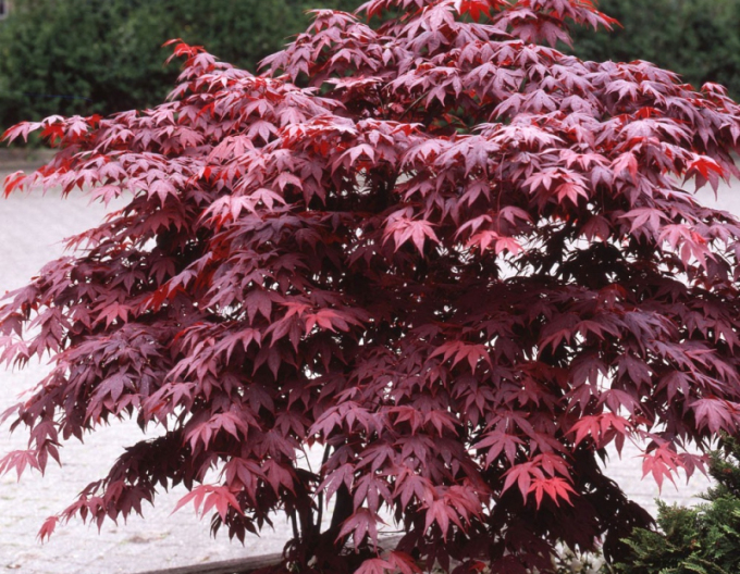 Acer  Bloodgood 9L
