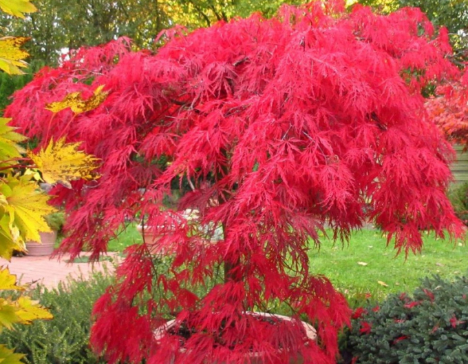 Acer dissectum ´Garnet´