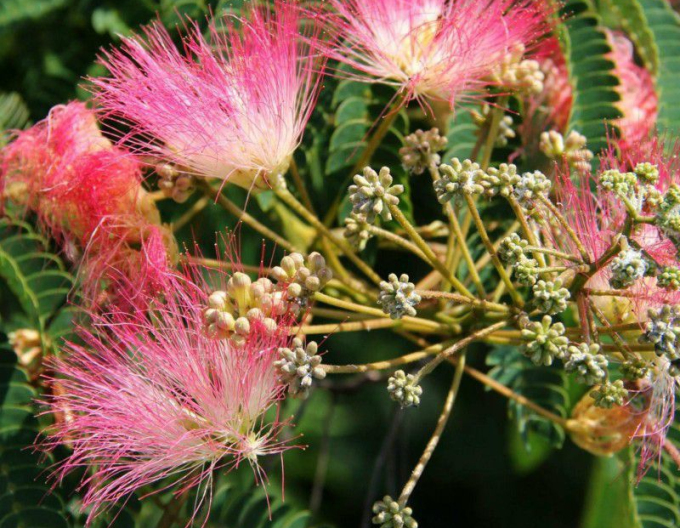 Albizia rosea ´Rosea´