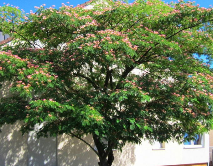 Albizia rosea ´Rosea´