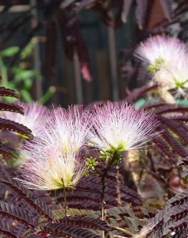 Albizia roz ´Summer Chocolate´ 125 - 150cm