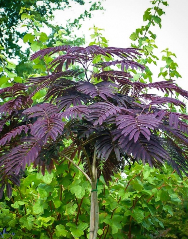 Albizia roz ´Summer Chocolate´ 125 - 150cm