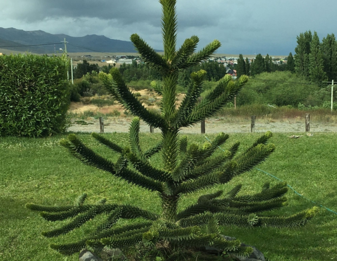 Araucaria din Anzi