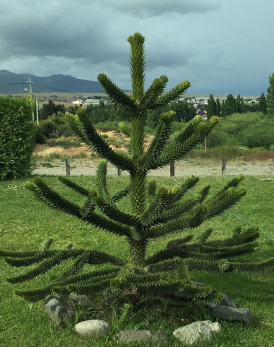 Araucaria 40/50cm