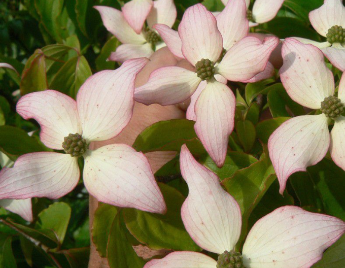 Dogwood înflorit Wietings Select