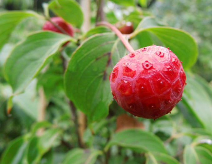 Dogwood înflorit Wietings Select