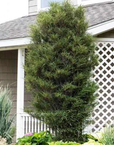 Frangula alnus  ´Fine Line´ 100 - 125cm