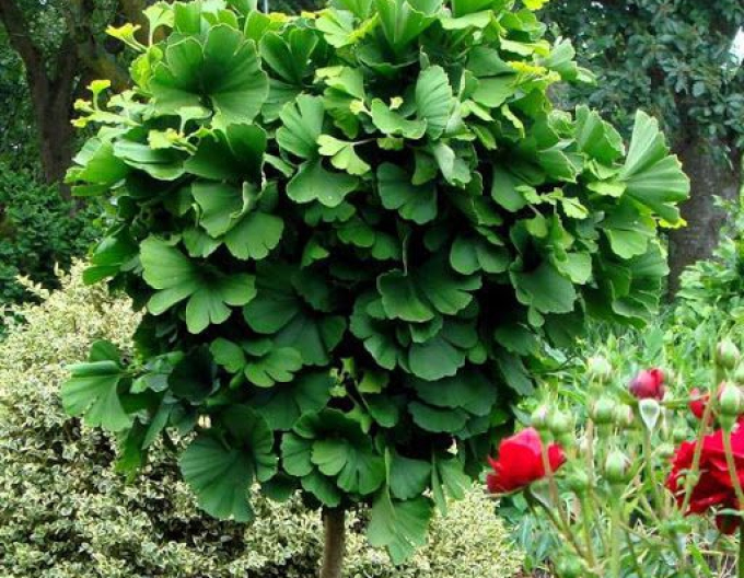 Arborele Ginkgo ´Mariken