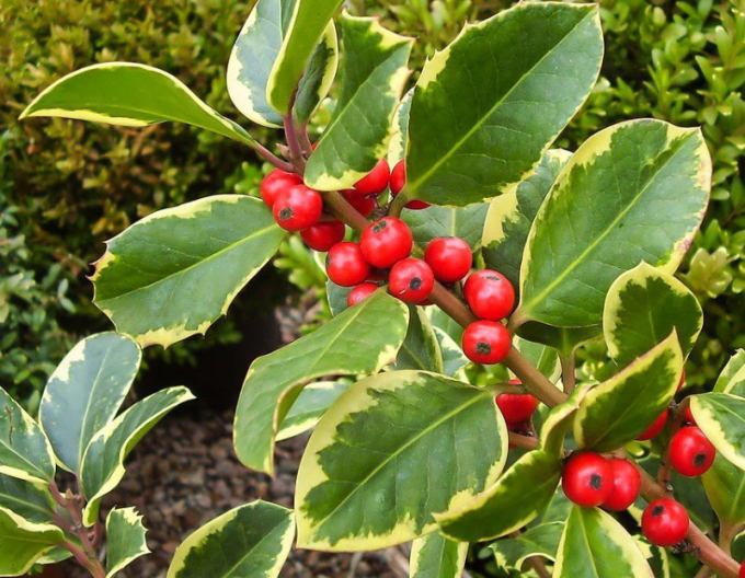 Ilex țepos ´Golden King´