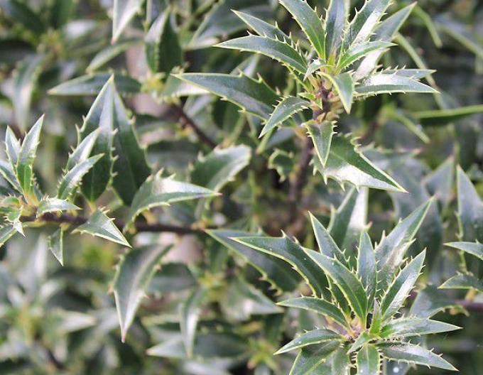Ilex ´Myrtifolia´