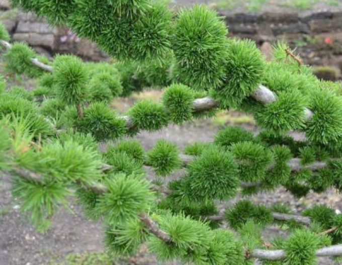 Larici deciduous ´Krejci´
