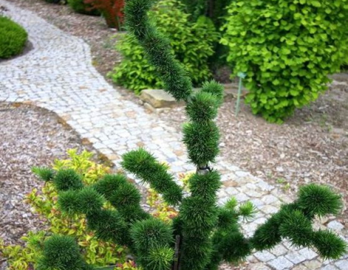 Larici deciduous ´Krejci´